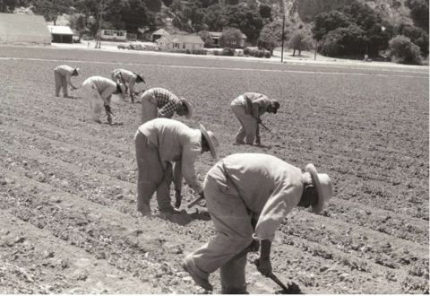 Braceros perform stoop labor and hoe rows with short-handled hoes in a field in California.